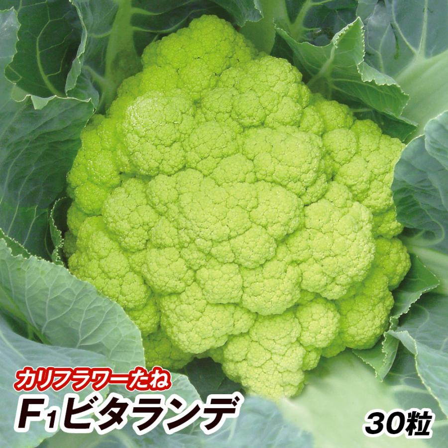 147円 新作入荷 新品 カリフラワー タネ F1ビタランデ 1袋 30粒 種 野菜たね Ytc21