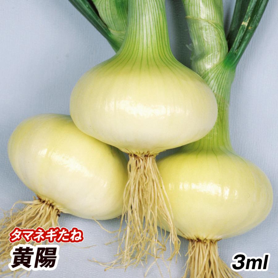 タマネギ 種 野菜たね 黄陽 1袋 4ml 野菜のタネ 野菜 種子 タマネギの種 タマネギ 玉葱 玉ねぎ たまねぎ タネ Ytc01 国華園 P6c 547 花と緑 国華園 通販 Yahoo ショッピング