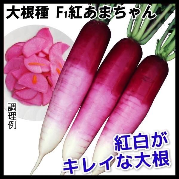 大根 ダイコン タネ F1紅あまちゃん 1袋 2ml 種 野菜たね Ytc06 P6c 636 花と緑 国華園 通販 Yahoo ショッピング