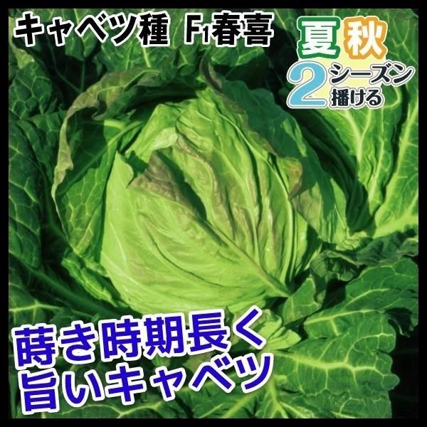キャベツ 割り引き タネ F1春喜 1袋 種 【SALE／85%OFF】 野菜たね 1ml
