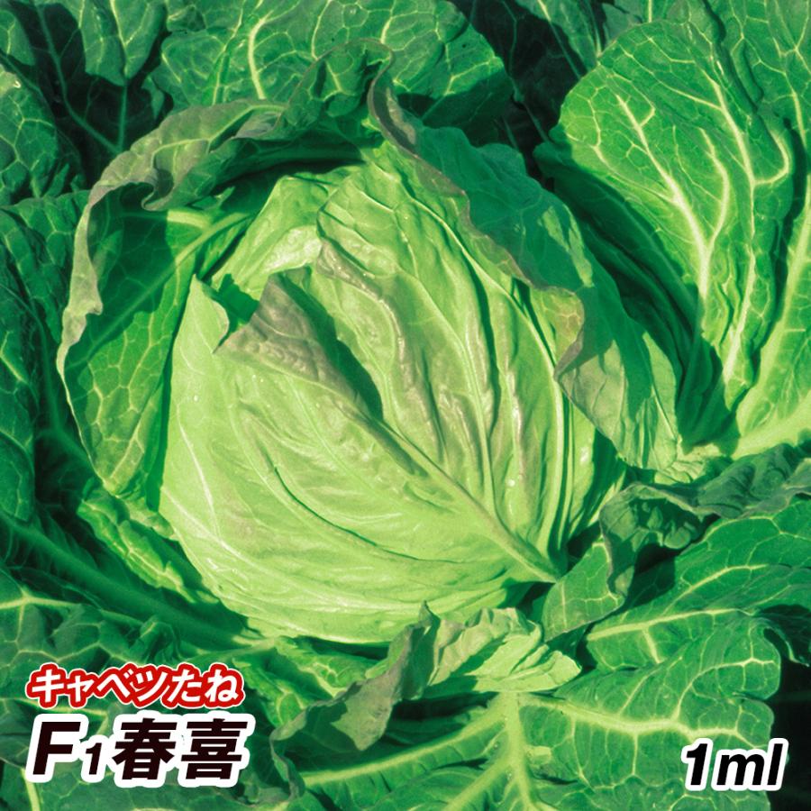 種 野菜たね キャベツ F1春喜 1袋（1ml） 甘藍 野菜の種 国華園 : 花と