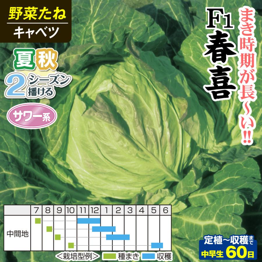 キャベツ タネ F1春喜 1袋(1ml) 種 野菜たね|kokkaen|02