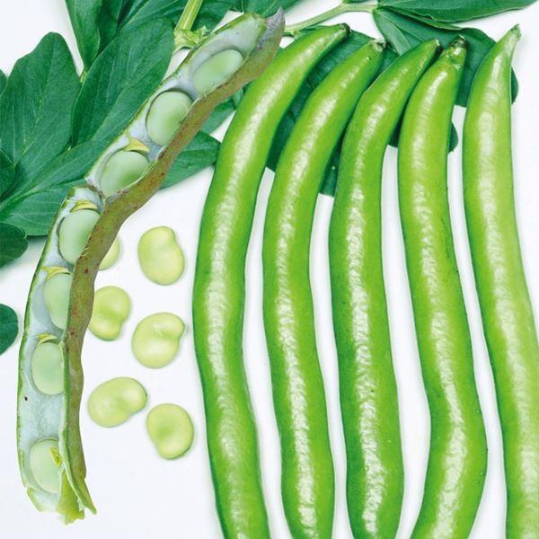 割引も実施中 ソラマメ 種 野菜たね サラダ野菜 サラダそら豆 1袋 50ml 野菜