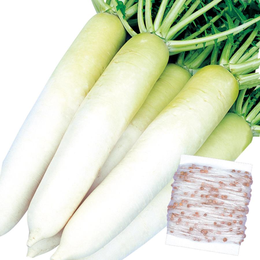 ダイコン 種 野菜たね シーダーテープ F1優秀おだいこ 1袋 10メートル 野菜のタネ 野菜 種子 大根の種 大根 タネ Ytc 国華園 P6c 726 花と緑 国華園 通販 Yahoo ショッピング