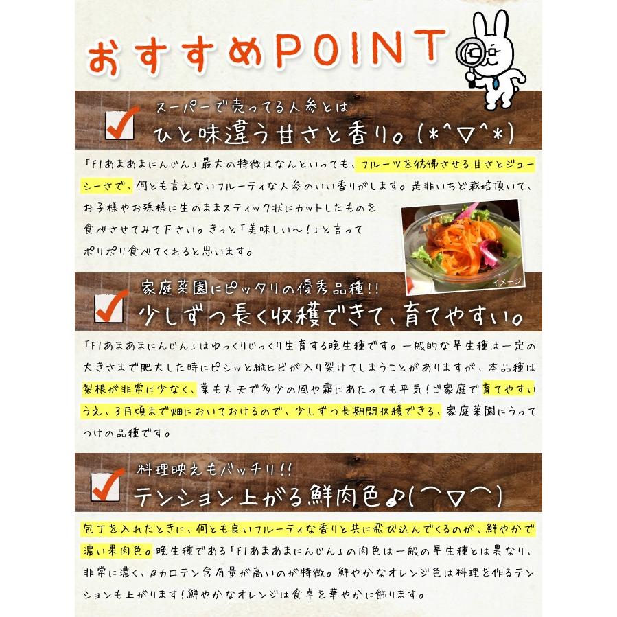 ニンジン 種 たね シーダーテープ F1あまあまにんじん 1袋(10m) 人参 野菜たね YTC23 :p6c-734:花と緑 国華園 通販 ニンジン 種 たね シーダーテープ 祝紅金時 1袋(10m) 人参 野菜たね YTC23