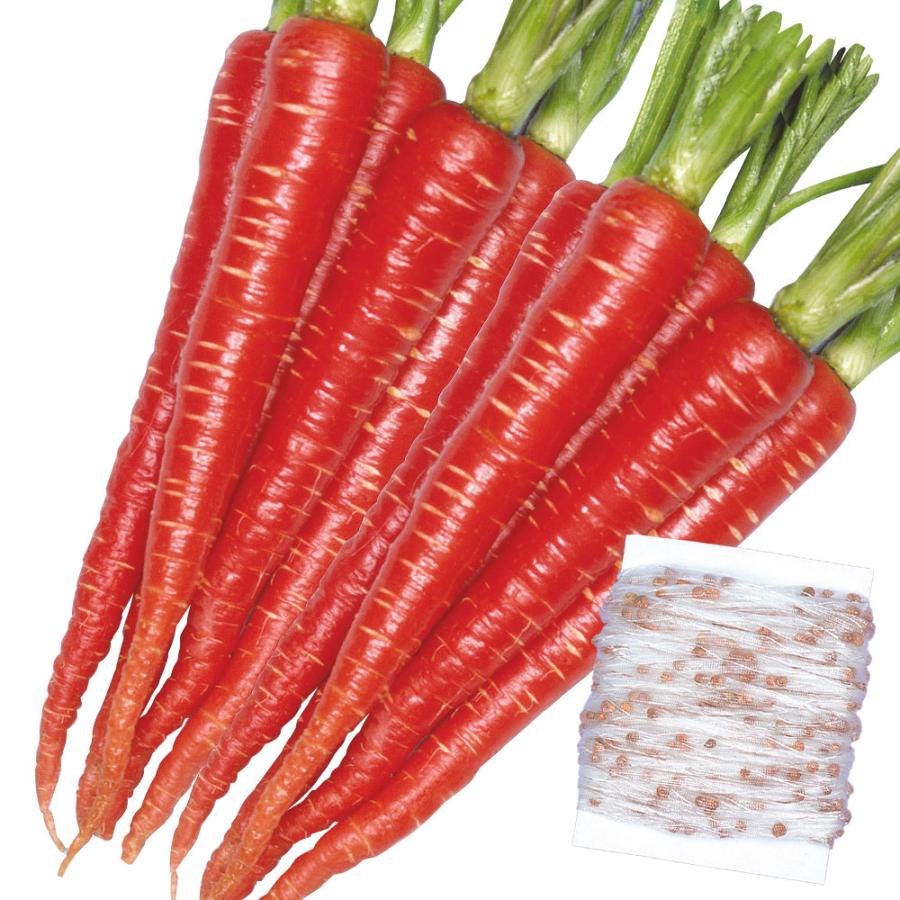 ニンジン 人参 にんじん タネ シーダーテープ 祝紅金時 1袋 10m 種 野菜たね Ytc23 P6c 736 花と緑 国華園 通販 Yahoo ショッピング