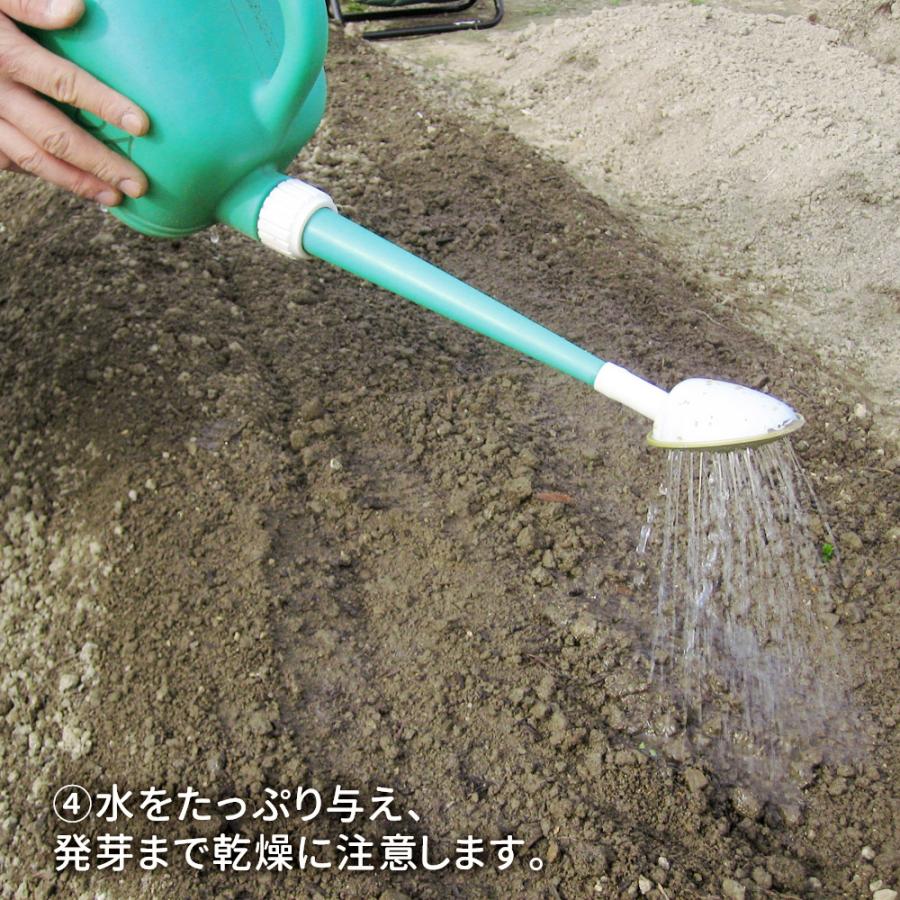 国華園 種 野菜たね シーダーテープ ニンジン 祝紅金時 1袋（10m 