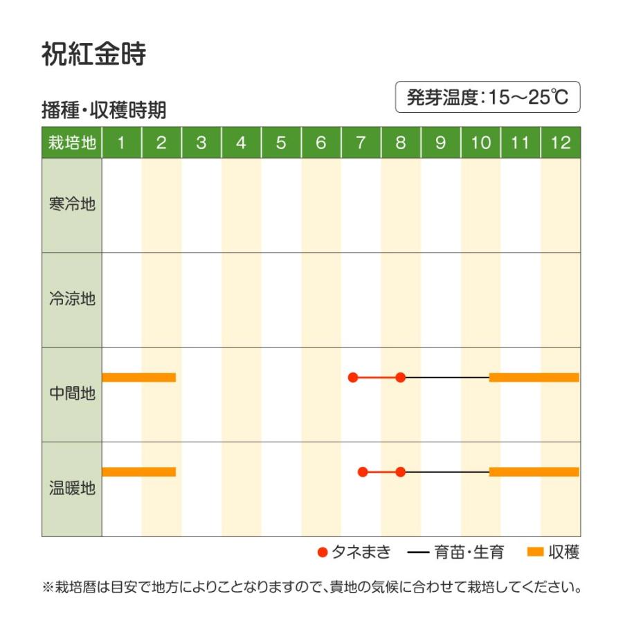 国華園 種 野菜たね シーダーテープ ニンジン 祝紅金時 1袋（10m 