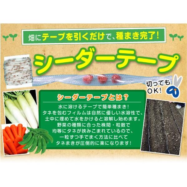 国華園 種 野菜たね シーダーテープ ニンジン 祝紅金時 1袋（10m 