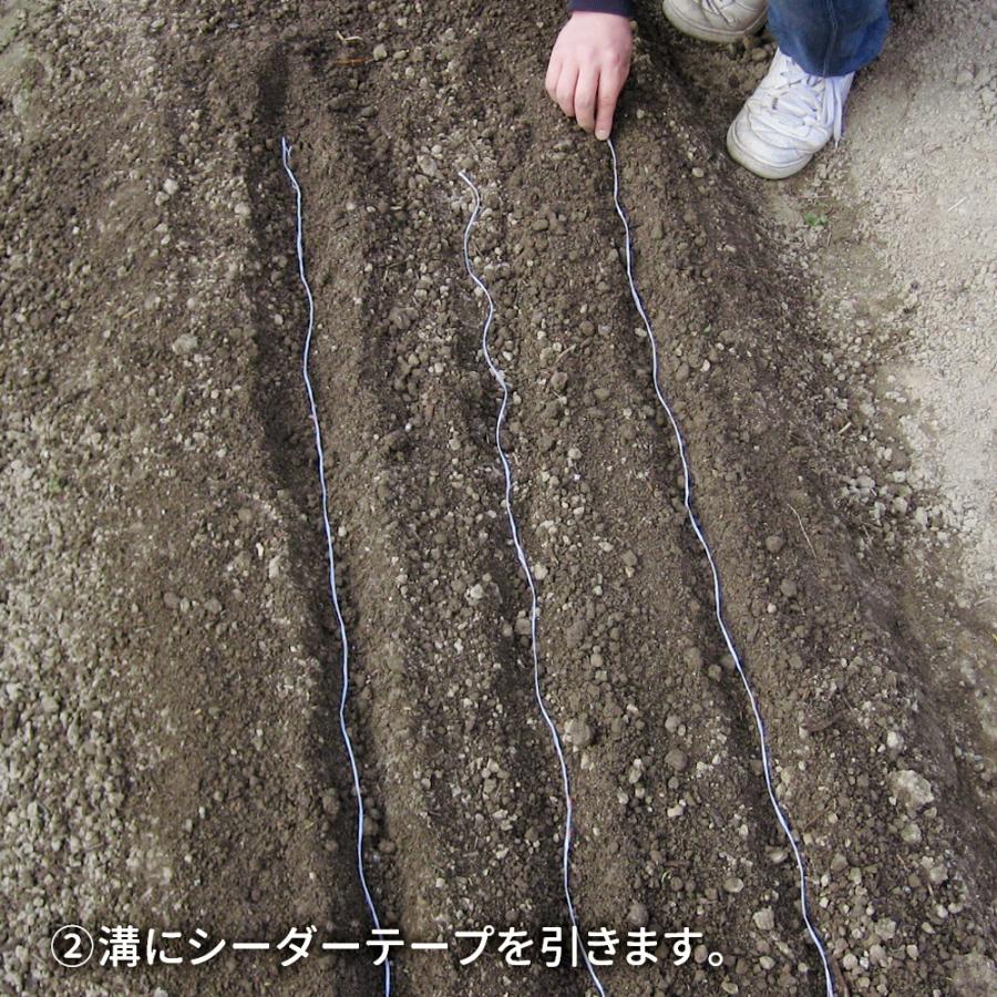 国華園 種 野菜たね シーダーテープ ニンジン 祝紅金時 1袋（10m 