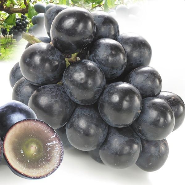 国華園 ぶどう 約1.2kg（600g×2房） ナガノパープル 長野産 送料無料