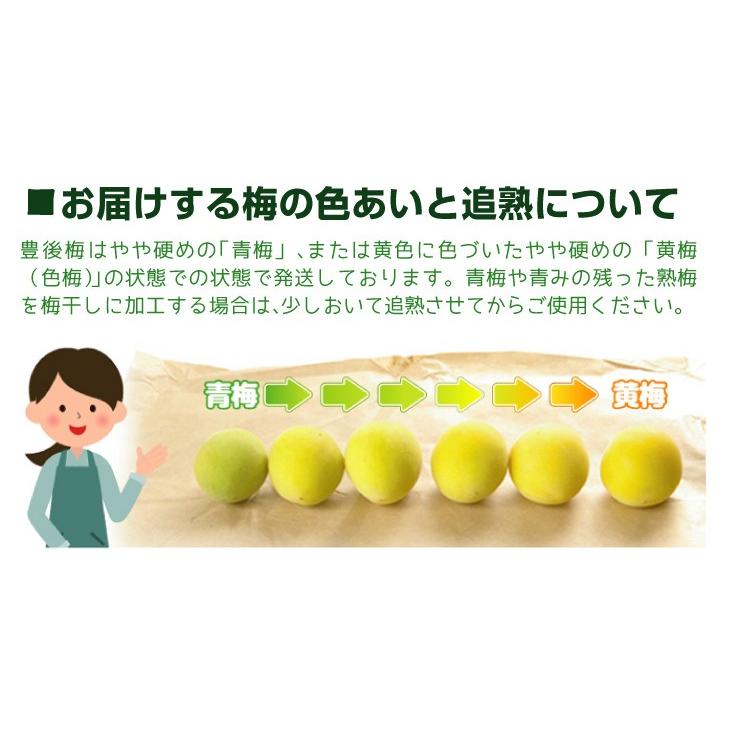 有彩色の 規範 うれしい 梅 追 熟 の 仕方 Aska Traffic Service Jp