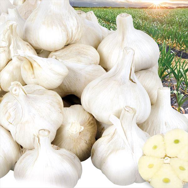 にんにく 1kg お買得にんにく 青森産 ご家庭用 送料無料 食品 : 花と緑
