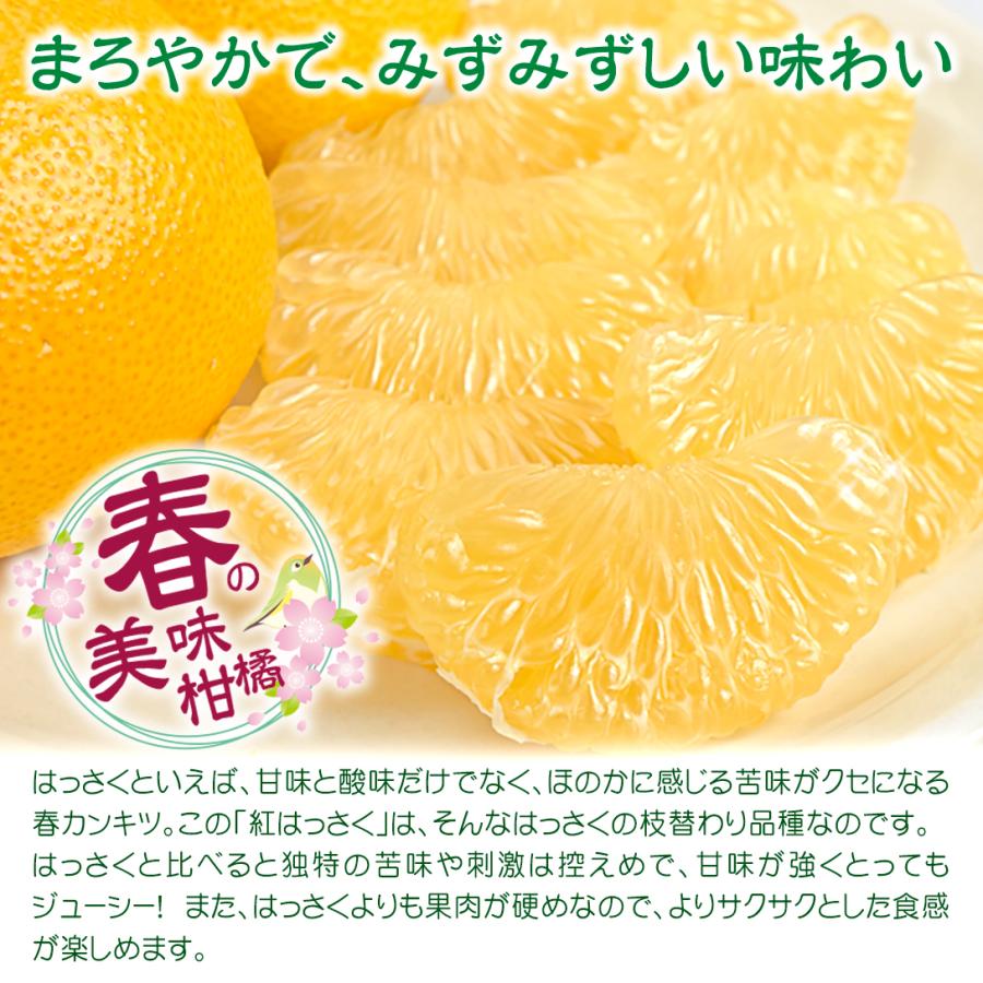 みかん様ご確認ページ-
