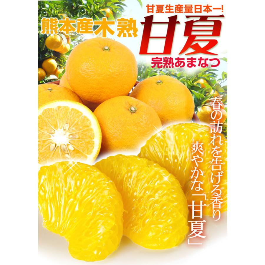 みかん 10kg 木熟甘夏 熊本産 ご家庭用 甘夏 木熟 あまなつ 柑橘 果物