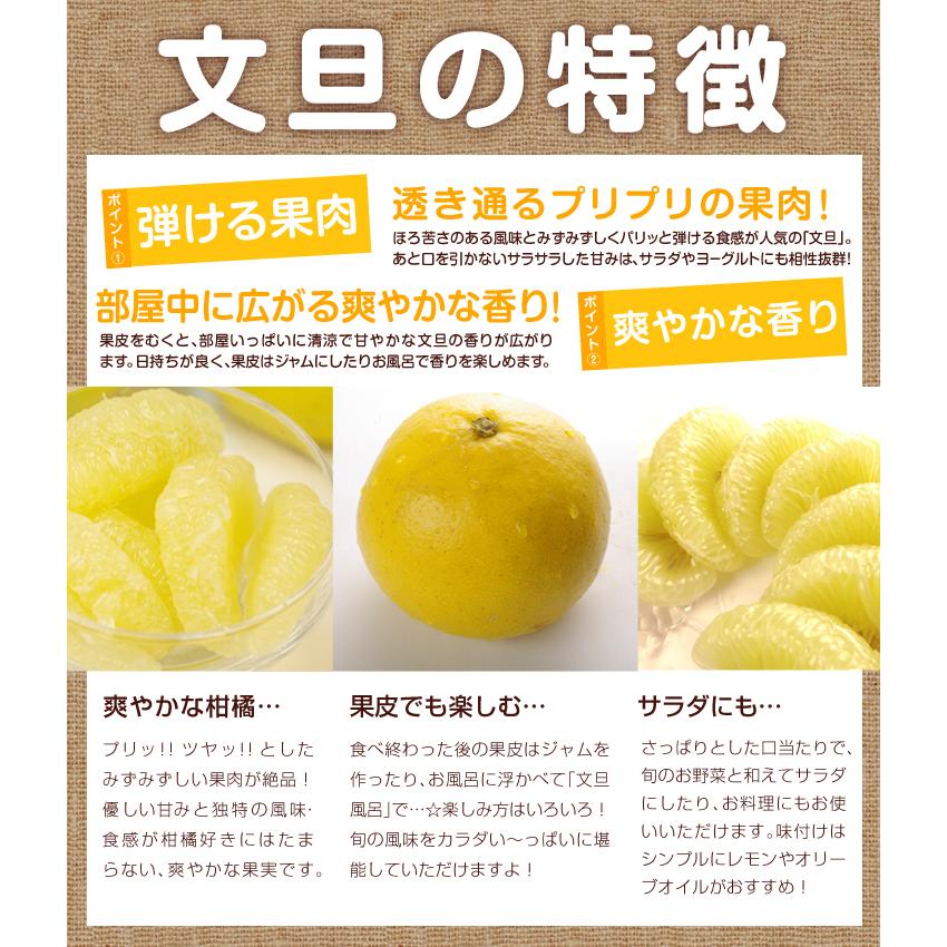 みかん 10kg ちび文旦 高知産 送料無料 ブンタン ぶんたん 食品 爆買