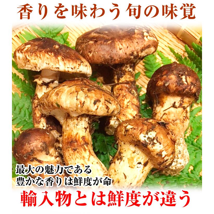 松茸 約150g 国産松茸 石川・長野産 送料無料 食品 : 花と緑 国 松茸 約150g 国産松茸 石川・長野産 送料無料 食品 : 花と緑 国