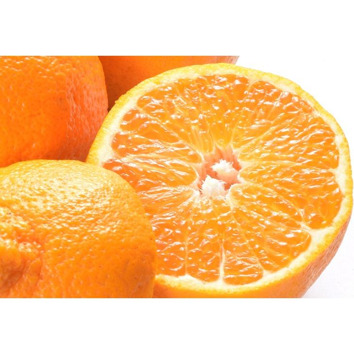 みかん 大特価 熊本産 デコオレンジ 1 5kg ご家庭用 デコポンと同品種 不知火オレンジ 蜜柑 柑橘 フルーツ 果物 食品 国華園 S Fs3366 花と緑 国華園 通販 Yahoo ショッピング