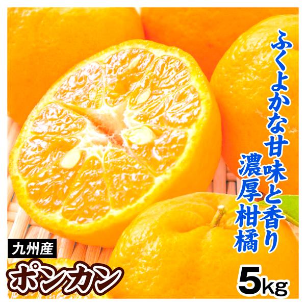 New Arrival ぽんかん みかん 5kg 九州産 ポンカン S 2l混合 ご家庭用 送料無料 食品 国華園