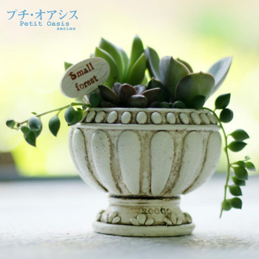 国華園 鉢 植木鉢 ポリ製 多肉植物 寄せ植え かわいい プチオアシス