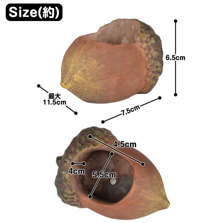 鉢 植木鉢 ポリ製 多肉植物 寄せ植え かわいい プチオアシス・どんぐり