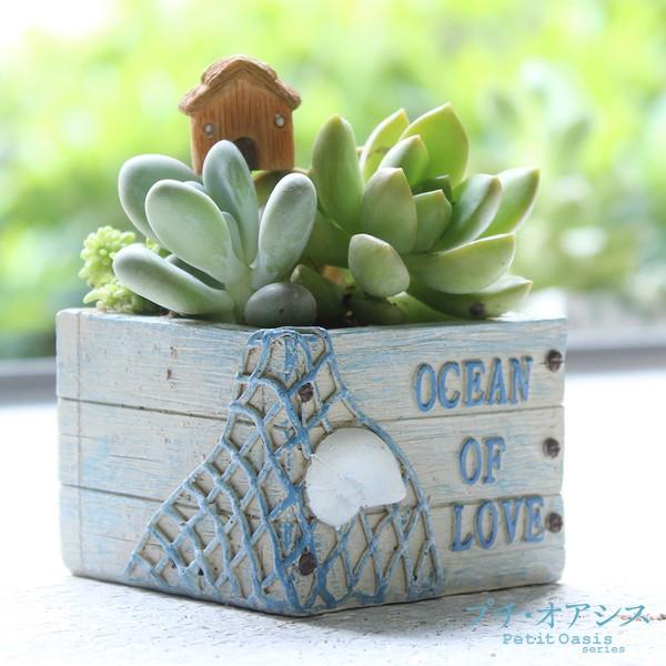 鉢 植木鉢 ポリ製 多肉植物 寄せ植え かわいい プチオアシス 浜辺の花壇 角型 1個 女性 プレゼント 国華園 S 花と緑 国華園 通販 Yahoo ショッピング