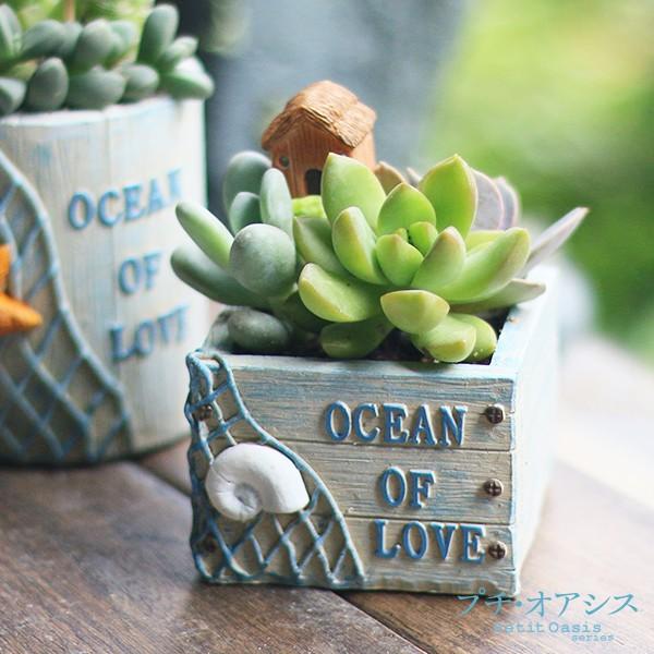 鉢 植木鉢 ポリ製 多肉植物 寄せ植え かわいい プチオアシス 浜辺の花壇 角型 1個 女性 プレゼント 国華園 S 花と緑 国華園 通販 Yahoo ショッピング