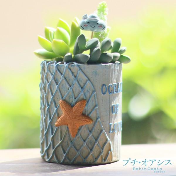 国華園 鉢 植木鉢 ポリ製 多肉植物 寄せ植え かわいい プチオアシス