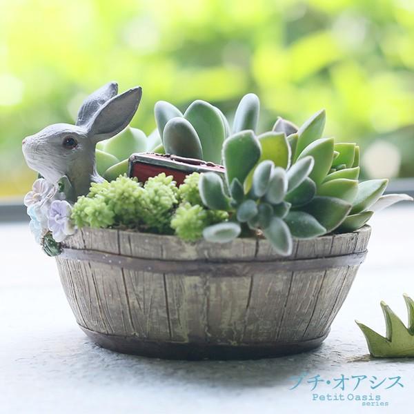 多肉寄せ植え◆うさぎとヤギ◆そのまま飾れます 多肉寄せ植え◇うさぎとヤギ◇そのまま飾れます