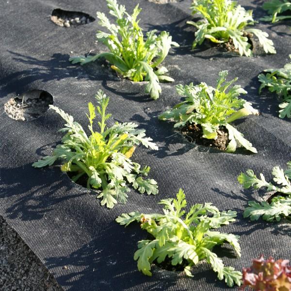 農業用マルチシート 穴あき透水マルチ 1列60 0.95×50m 2巻1組 農用