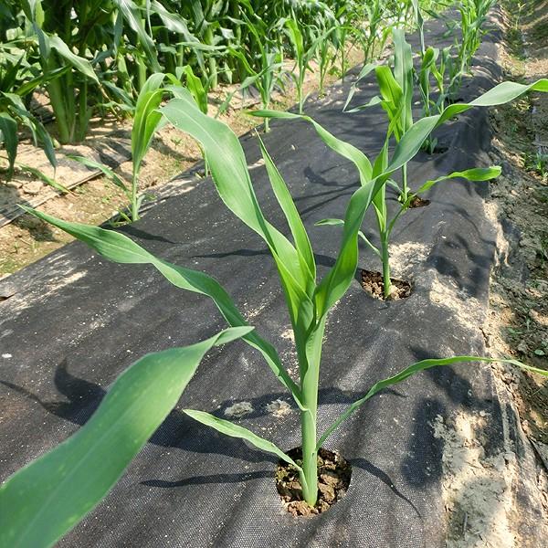 農業用マルチシート 穴あき透水マルチ 2列60 0 95 50m 2巻1組 農用 マルチング 被覆資材 ポリプロピレン 不織布 透水 地温上昇 国華園 S 花と緑 国華園 通販 Yahoo ショッピング