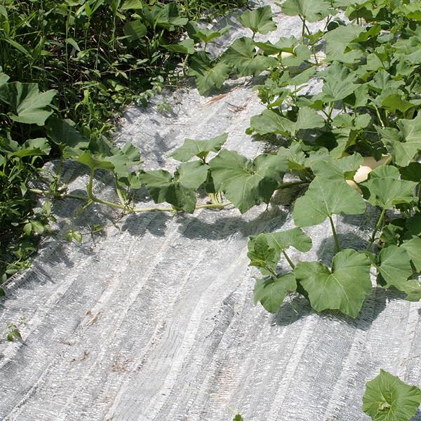 通常便なら送料無料 農業用マルチシート 敷きわら 敷きワラシルバー 1m 100m 1巻1組 農用 藁 ワラ風シート マルチング 被覆資材 ポリエチレン 透水 防虫 国華園 Discoversvg Com