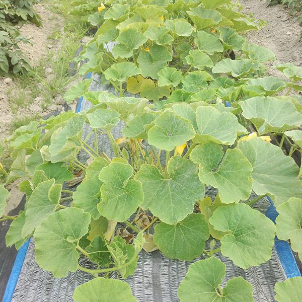 農業用マルチシート 敷きわら 防草シート 防草敷きワラシルバーセット