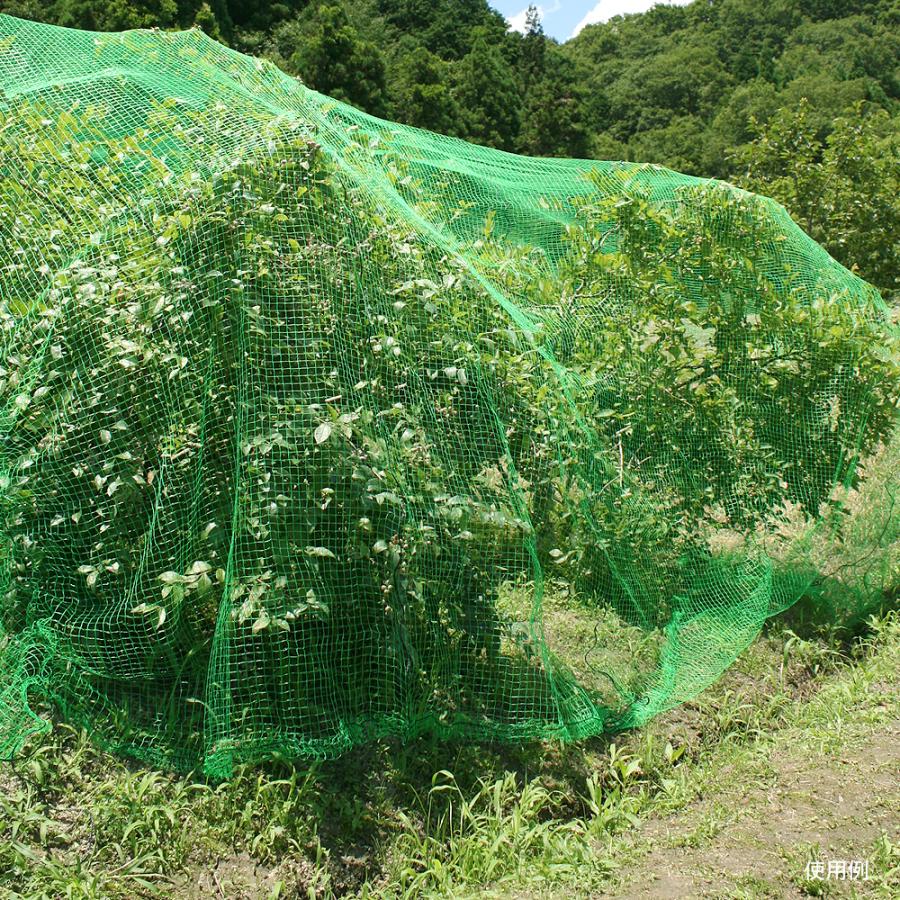 防鳥ネット 丈夫な防鳥ネット(9m×9m)1巻 目合17mm グリーン 網 防鳥 鳥よけ 国華園 : s15295 : 花と緑 国華園 - 通販 - Yahoo!ショッピング 防鳥ネット 丈夫な防鳥ネット(9m×9m)1巻 目合17mm グリーン 網 防鳥 鳥よけ 国華園 : s15295 : 花と緑 国華園 - 通販 - Yahoo!ショッピング