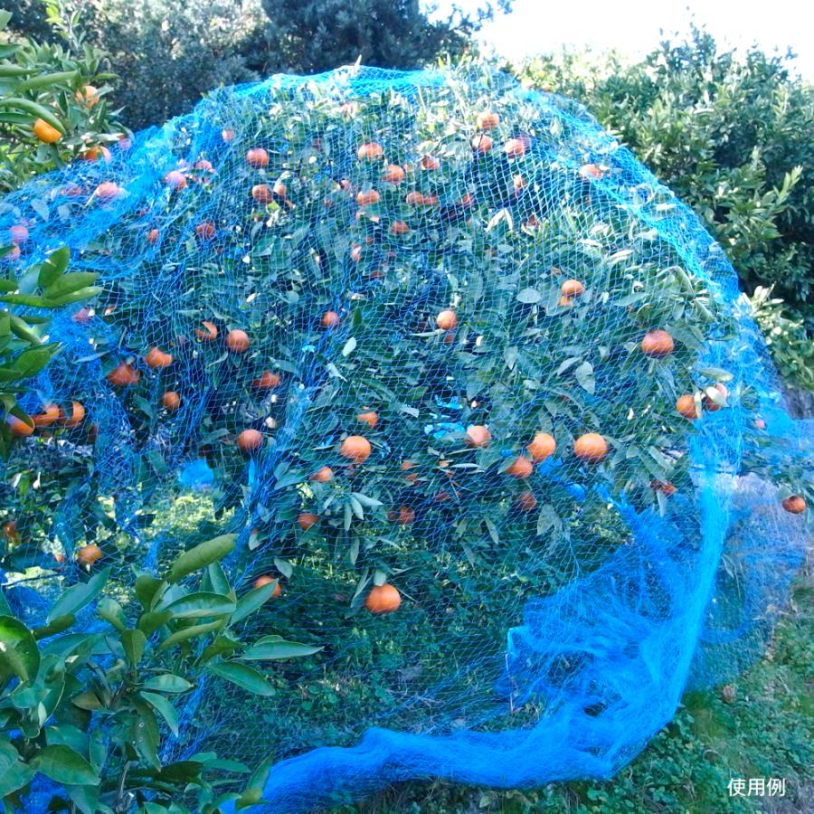 防鳥ネット すっぽり果樹用バードネット（6m×6m）1巻 目合20mm ブルー 