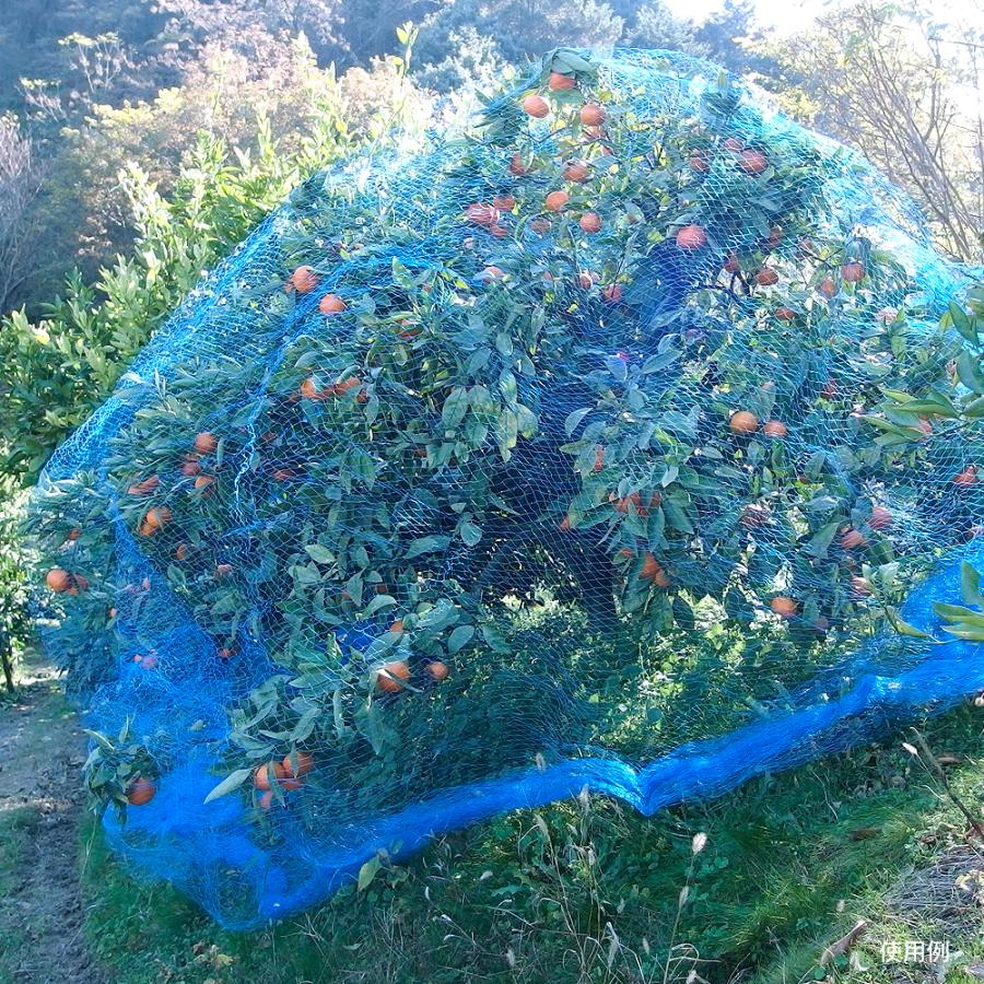 防鳥ネット すっぽり果樹用バードネット（6m×6m）1巻 目合20mm ブルー 