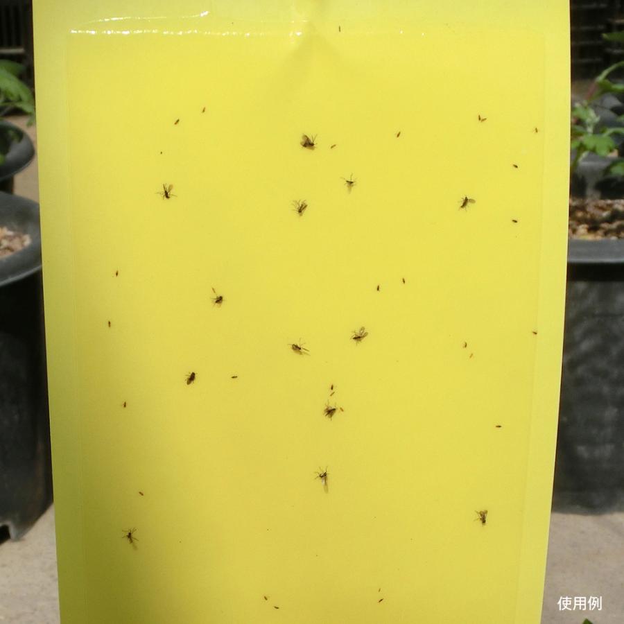 虫取りシート 10枚組 10 25cm 粘着シート 黄色 両面 吊るす ハエ取り 捕虫 害虫 コバエ 国華園 S 花と緑 国華園 通販 Yahoo ショッピング