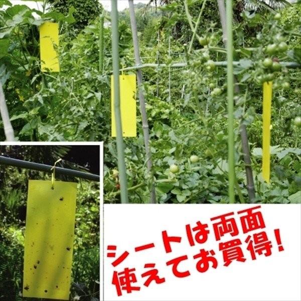 虫取りシート（50枚組）10×25cm 粘着シート 黄色 両面 吊るす ハエ取り 捕虫 害虫 コバエ 国華園｜kokkaen