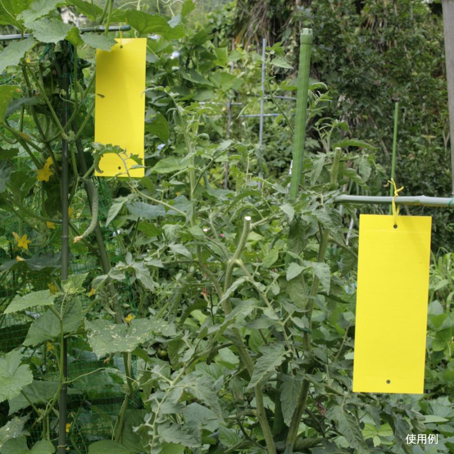 虫取りシート 50枚組 10 25cm 粘着シート 黄色 両面 吊るす ハエ取り 捕虫 害虫 コバエ 国華園 S 花と緑 国華園 通販 Yahoo ショッピング