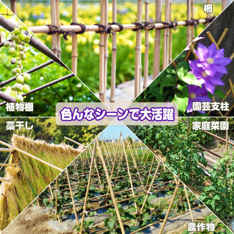 未成長の落葉樹、竹製支柱付き 楽天市場】女竹 60cm 100本 篠竹 添え木 竹支柱 農業支柱 園芸支柱