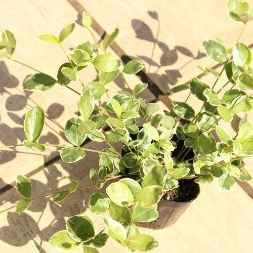 斑入りビンカミノール ヒメツルニチニチソウ 苗 9cmポット ビンカマジョール ツルニチニチソウ の小型品種 ここなぎ 通販 Yahoo ショッピング