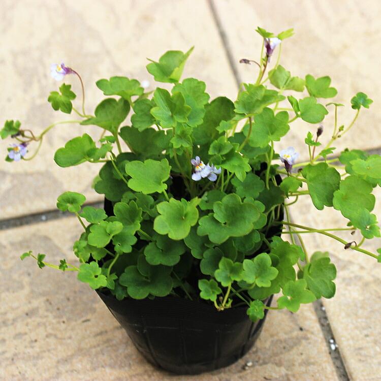 シンバラリア ムラリス ツタカラクサ 淡いピンク色の小花です ９センチポット ここなぎ 通販 Yahoo ショッピング