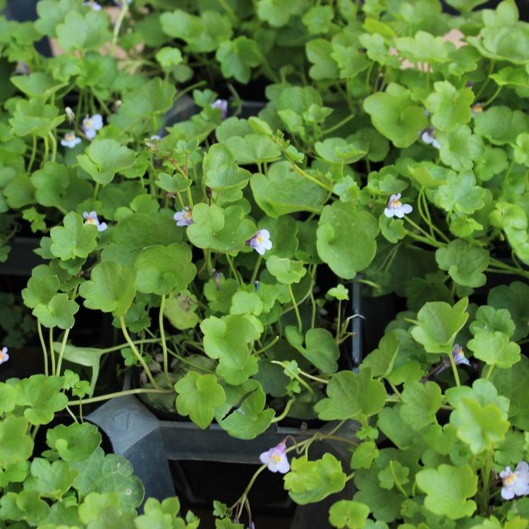 シンバラリア ムラリス ツタカラクサ 淡いピンク色の小花です ９センチポット ここなぎ 通販 Yahoo ショッピング