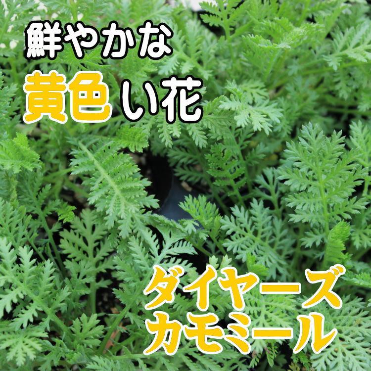 ダイヤーズカモミール 花苗 ハーブ ９センチポット 3号 ここなぎ 通販 Yahoo ショッピング