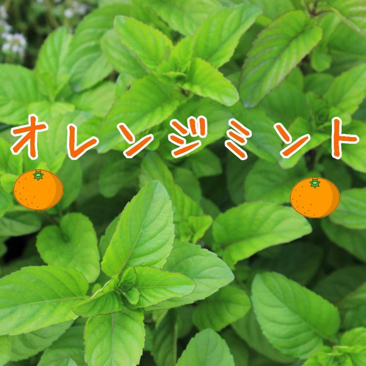 オレンジミント ハーブ 苗 9センチポット 3号 : ここなぎ - 通販