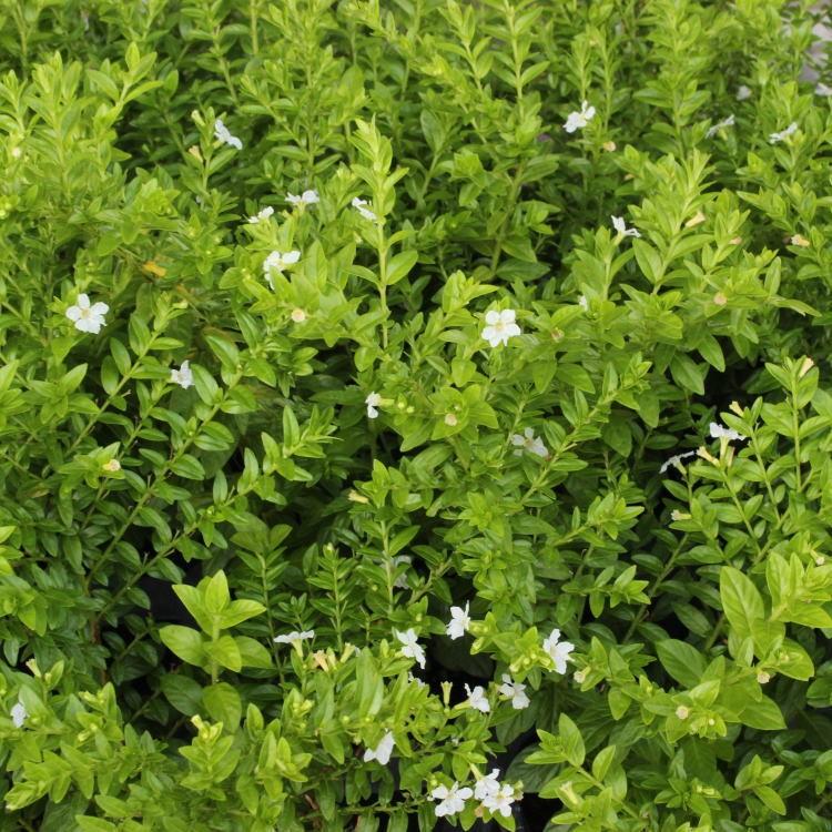 クフェア ハナヤナギ ホワイト 3号 値下げ 苗 ９センチポット