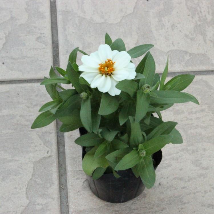 八重咲 ジニア プロフュージョン ダブルホワイト 9センチポット 3号 ここなぎ 通販 Yahoo ショッピング