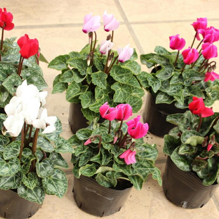 シクラメン苗　シクラメン　3株セット　鉢ごと発送 ガーデンシクラメン ミックス 3株セット 9センチポット 3号 : ここなぎ