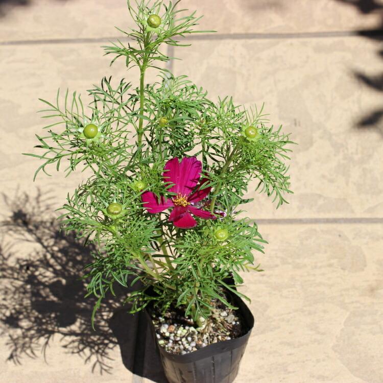 矮性コスモス ミックス 苗 9センチポット 3号 秋桜 こすもす