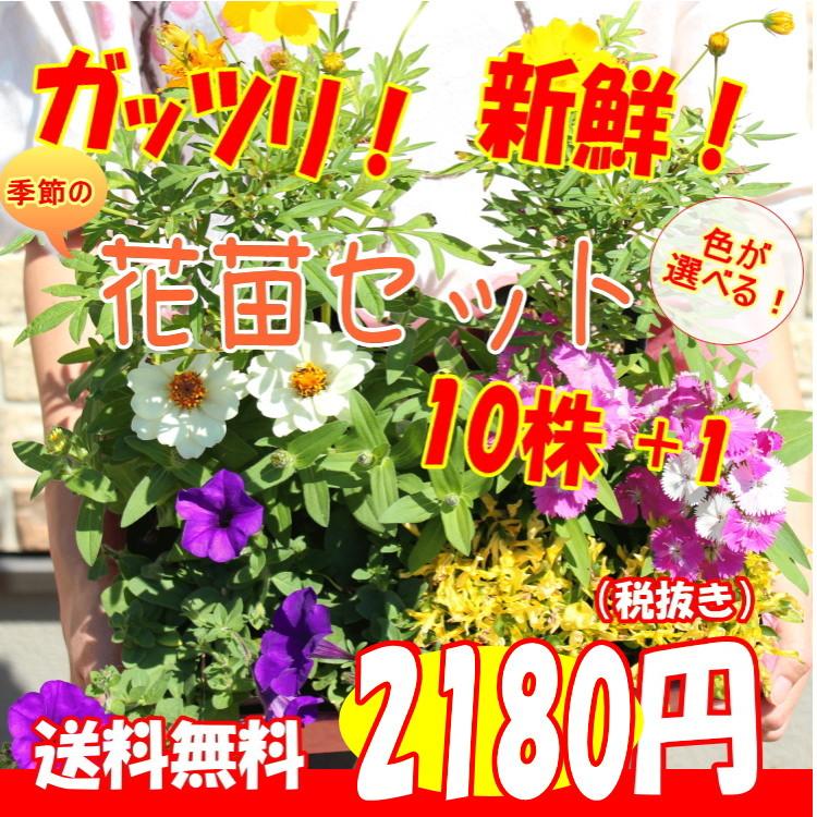 送料無料 プレゼント付 花苗 セット10株 １ 福袋 フラワー 花壇 花 送料無料 苗物 寄せ植え 宿根草 多年草 一年草 庭 手入 れ 店舗花壇 苗セット ここなぎ 通販 Yahoo ショッピング